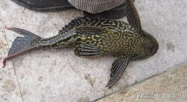 连环清道夫玩家必看，为什么你刷本总比别人慢？隐藏机制与实战流派全拆解