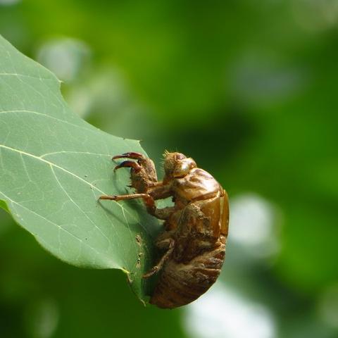 《天崩地裂！《棕色尘埃2》服装和谐引众怒，新潮流来袭》
