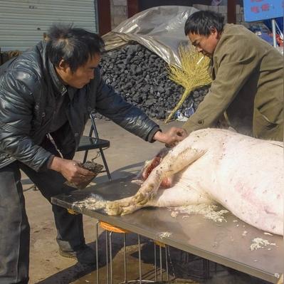 女子求助杀年猪,网友助力5头猪狂欢,年味更浓! 女子求助杀年猪,网友助力5头猪狂欢,年味更浓!