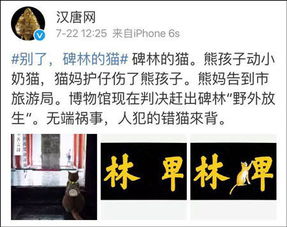 网红小猫成“冤种”常被游客“救”下山,主人特制吊牌防走失 网红小猫成“冤种”常被游客“救”下山,主人特制吊牌防走失