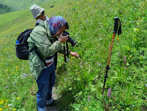 国家公园模拟，护林员新篇章，探索绿色新价值