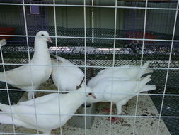 2月2日大揭秘！《别拽了！烤串师傅》肉鸽塔防新游热辣来袭！