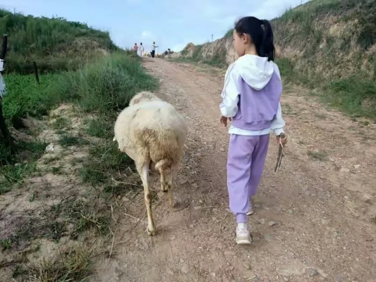 女大学生暑假放羊把自己和羊放丢？这场现实野区迷路局藏着玩家都该懂的生存逻辑