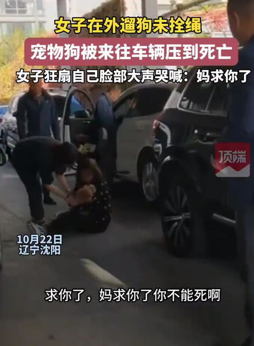 未拴绳狗被车压死主人崩溃,游戏里的安全区规则,为什么现实中总有人不遵守? 未拴绳狗被车压死主人崩溃,游戏里的安全区规则,为什么现实中总有人不遵守?