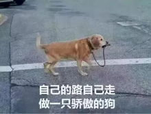 未拴绳狗被车压死主人崩溃,游戏里的安全区规则,为什么现实中总有人不遵守? 未拴绳狗被车压死主人崩溃,游戏里的安全区规则,为什么现实中总有人不遵守?