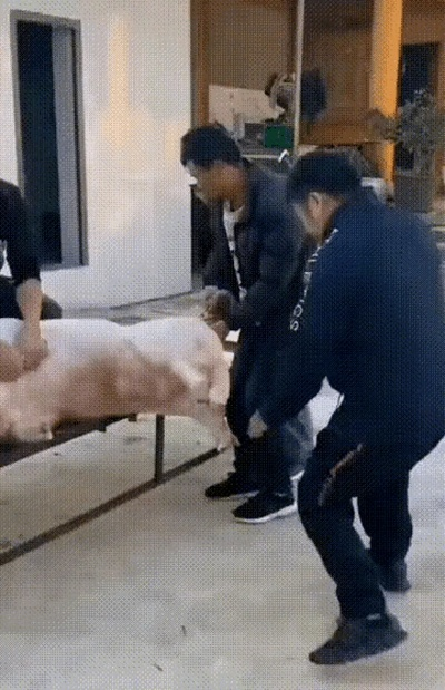 男子踢猪致截瘫,杀年猪事件引赔款52万警示! 男子踢猪致截瘫,杀年猪事件引赔款52万警示!