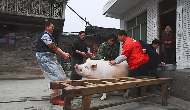 男子踢猪致截瘫,杀年猪事件引赔款52万警示! 男子踢猪致截瘫,杀年猪事件引赔款52万警示!