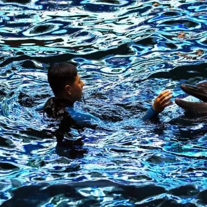 《海豚历险记》经典重生，多款新作策划开启创新之旅