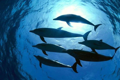 《海豚历险记》经典重启，创新力作引领新潮流