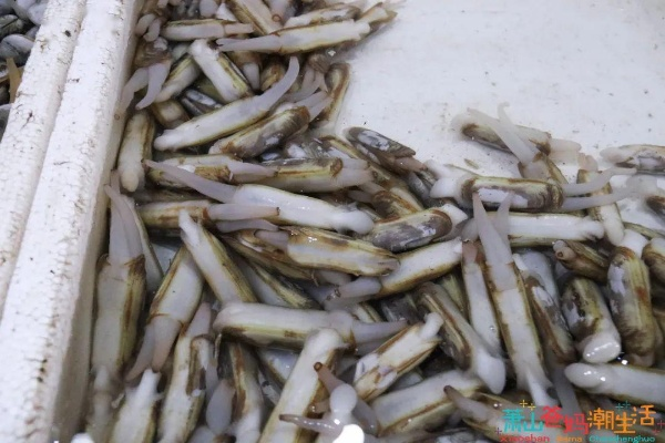 烟台雪后蛏子盛宴，网友感叹：捡拾狂欢，海味无限！