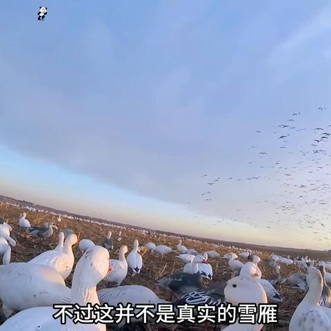 狩猎玩家必看，当前版本最强打猎枪为何是这把？附3种实战配装直接抄