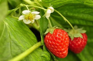 160元一斤黑草莓，揭秘神秘食客身份！