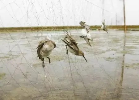 镜面陷阱致鸟撞频发,候鸟屠场紧急拆除预警 镜面陷阱致鸟撞频发,候鸟屠场紧急拆除预警