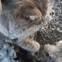 冬日狂欢!懒人钓鱼神器《猫猫钓游记》免费DLC,快乐猫猫陪你畅游冰封水域 冬日狂欢!懒人钓鱼神器《猫猫钓游记》免费DLC,快乐猫猫陪你畅游冰封水域