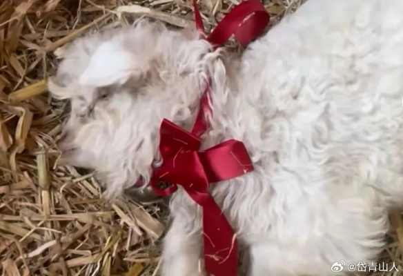 宁夏小羊身价30万不卖,装死技巧成绝活! 宁夏小羊身价30万不卖,装死技巧成绝活!
