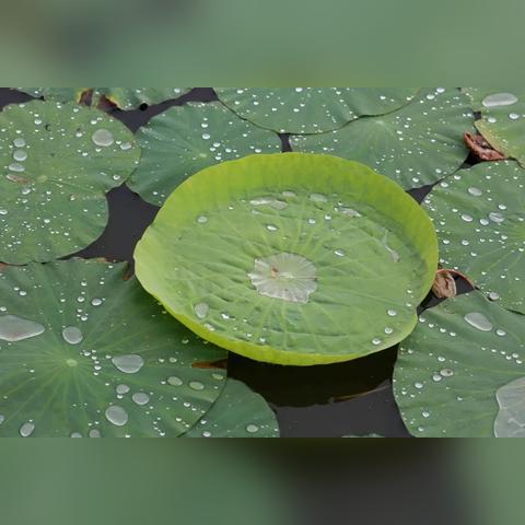 圆明园幸存古莲突然开花!藏在游戏里的文明复苏密码你看懂了吗? 圆明园幸存古莲突然开花!藏在游戏里的文明复苏密码你看懂了吗?