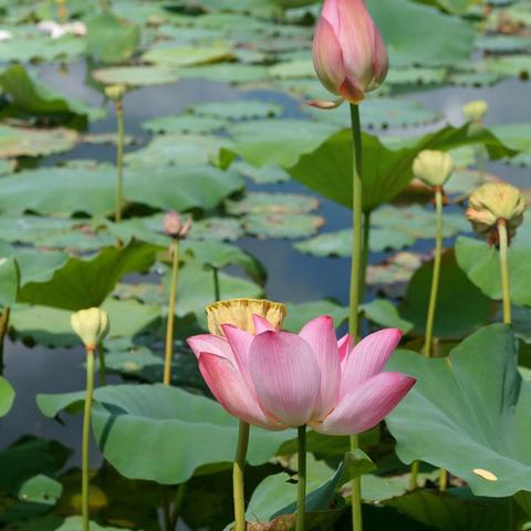 仙五下载避坑指南，为什么90%玩家找不对正版源？