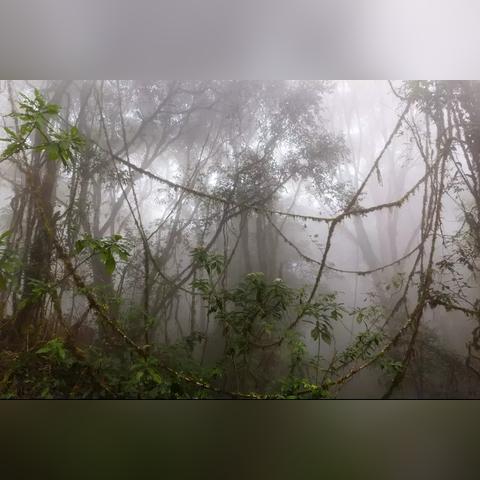 迷瘴纪事新手必看，为什么你刷不到稀有瘴气魂？3个实战细节颠覆认知