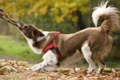 游戏里的迅雷狗究竟有多猛？那些让玩家爽到起飞的速刷天花板