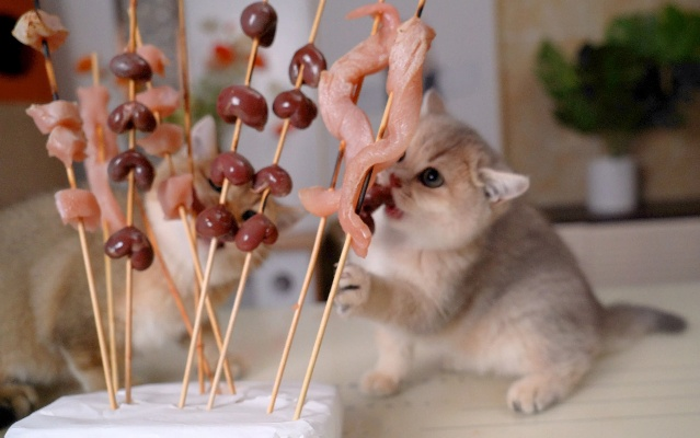 猫咪欢腾烤串香，HARRISONWORLD展深圳独领风骚