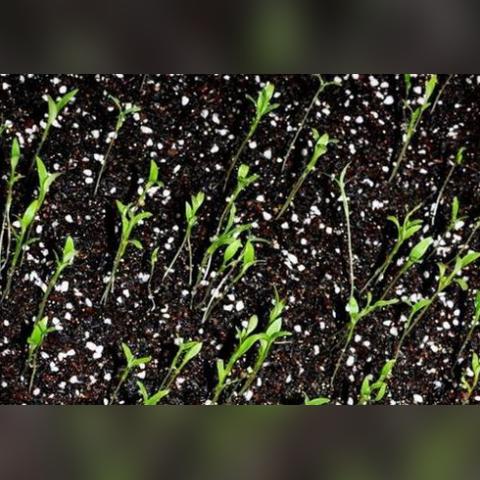 零下34℃极致寒冷揭秘：毛巾站立香菜易碎见证