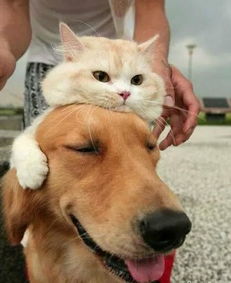 猫友怒斥：捕鼠器电猫商家，道德沦丧！