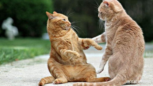 猫友怒斥：捕鼠器电猫商家，道德沦丧！