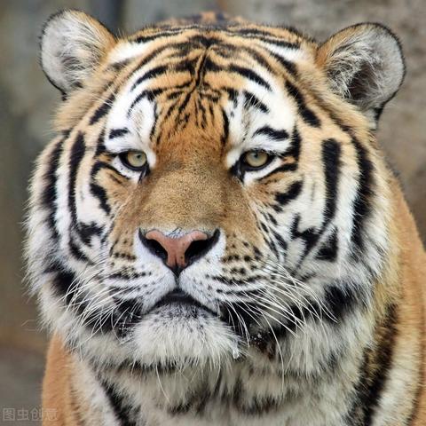 横行雪地无人快递车，绝技送货一车惊人