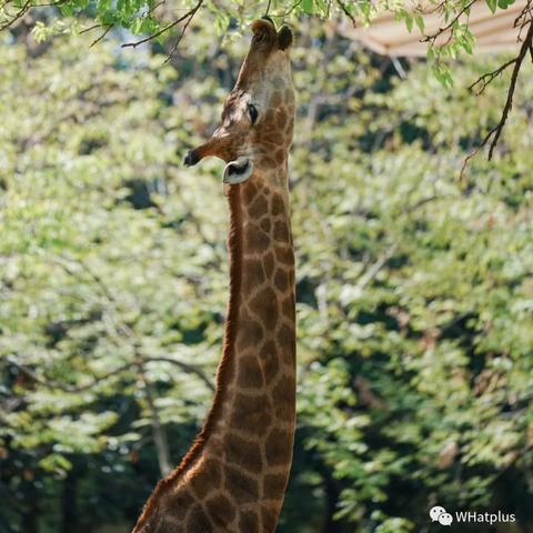 牛扫帚挠痒奇观罕见，奥地利牛成网红新宠