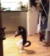 月黑风高夜，丝街猫片天天放，囧图揭秘新视角