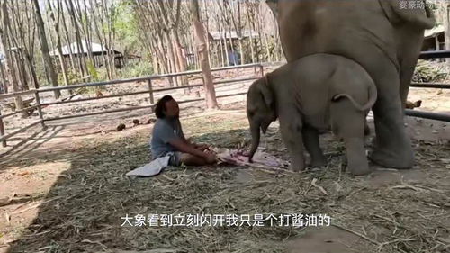 网友热议：饲养员长期虐待小象，动物园道歉却遭质疑，真相令人震惊！