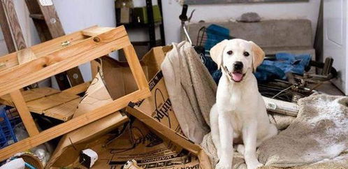 《神鬼寓言4》狗狗伙伴缺席，开发团队遗憾不已，创新陪伴系统引期待