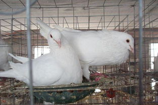 2月18日发售！《内幕交易》肉鸽炒股，风险与机遇并存，全新体验即将开启！