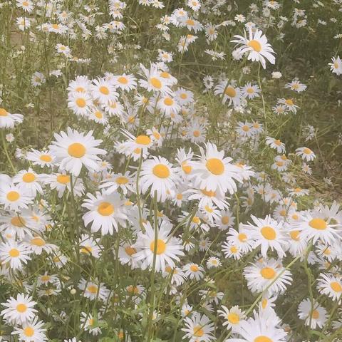 黄昏的祈祷为什么是手游玩家最想破解的隐藏仪式？