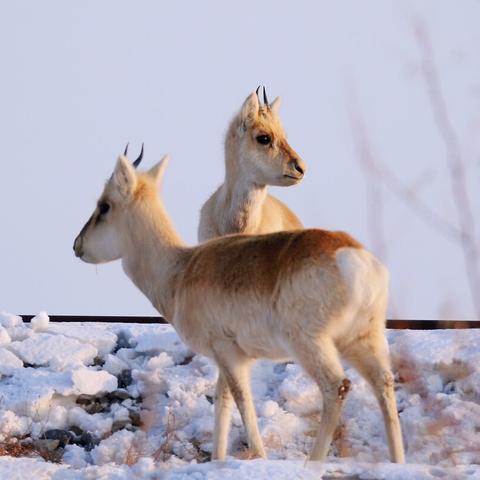 《荒野猎人PC升级版》全新优化补丁,破解DLC检测BUG,体验升级! 《荒野猎人PC升级版》全新优化补丁,破解DLC检测BUG,体验升级!