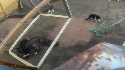 流浪猫逃生记：烤鱼店老板巧施援手，花盆天降惊险避难