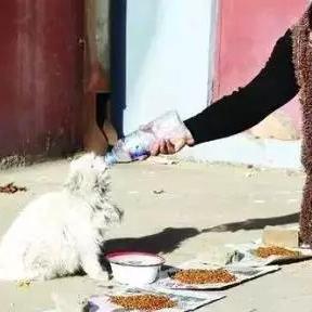 猫咪捣乱防电攻略：电脑安全新招大揭秘