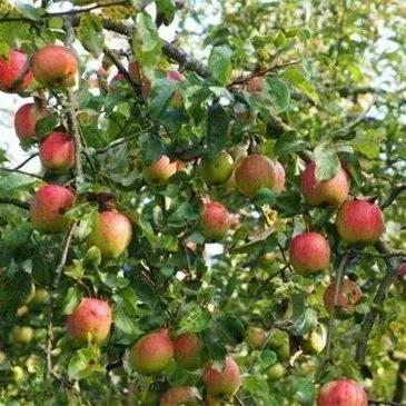 刚开农场就亏5万金币？我的30天治愈农场逆风翻盘实战日记