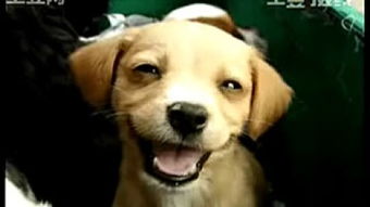 苍老师学狗萌态曝光,神秘眼镜女囧图新视角鉴赏 苍老师学狗萌态曝光,神秘眼镜女囧图新视角鉴赏