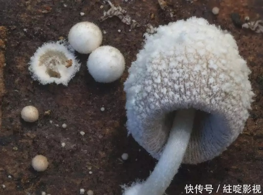 真菌世界3周从新手到大佬，老玩家压箱底的5个隐藏操作，90%的人都不知道