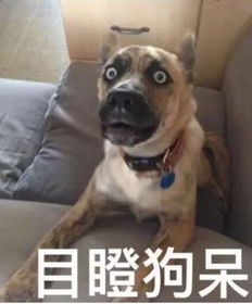 前任全家养尊处优，揭秘“听泉鉴宝送房”舔狗新境界