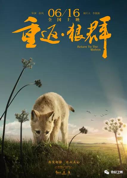 狼王格林传奇再现,重返狼群新篇章震撼开启 狼王格林传奇再现,重返狼群新篇章震撼开启