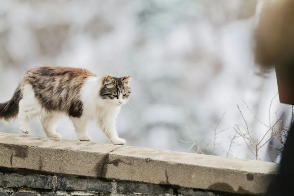 长城猫爆红海外引游客沉迷,视频走红展现中国魅力 长城猫爆红海外引游客沉迷,视频走红展现中国魅力