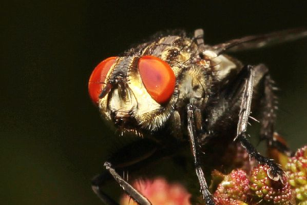 日厂神作傲视海外:蝇头小利视若珍宝 日厂神作傲视海外:蝇头小利视若珍宝