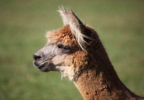 大羊驼隐藏机制实测，2024MC羊驼驯服繁殖与战力新解