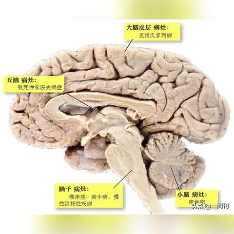 羊了个羊通关技巧绝密，第二关破解的底层逻辑与道具黄金法则