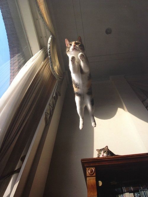 飞天猫萌态升级！睡针击中后卖萌落地新技能惊艳亮相