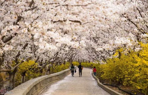 樱花盛开铺公路,雪山全年雪覆地,极限竞速新体验 樱花盛开铺公路,雪山全年雪覆地,极限竞速新体验