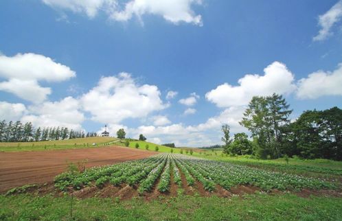 《星砂岛》抢先体验首发！国产清新海岛种田新体验，田园风光尽收眼底