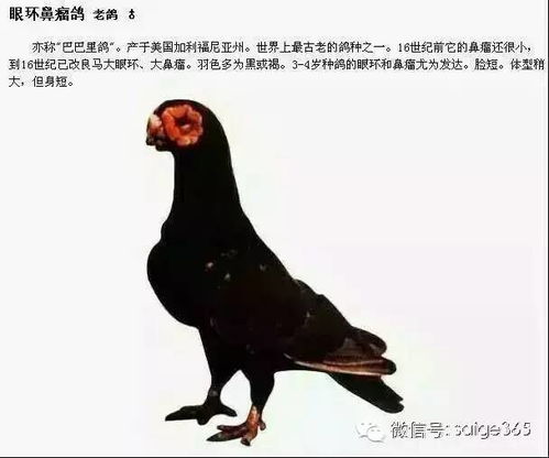 毕业展巨大鸽鸽爆火,男人对巨物的爱藏不住了! 毕业展巨大鸽鸽爆火,男人对巨物的爱藏不住了!